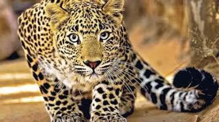 आमागढ़ लैपर्ड रिजर्व (Amagarh Leopard Reserve) -https://myrpsc.in