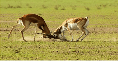 ताल छापर कृष्णमृग अभयारण्य चूरू-https://myrpsc.in